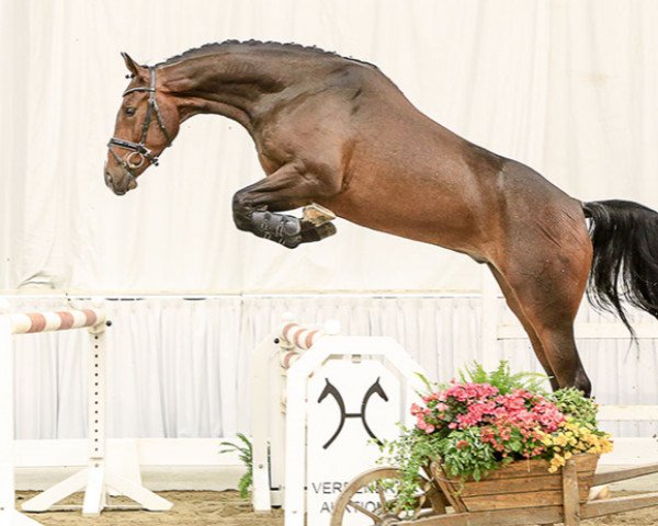 jumper Emirates (Hanoverian, 2011, from El Bundy)