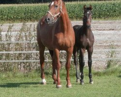 broodmare Firefly BB (Rhinelander, 2003, from Feiner Ludwig)