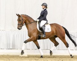 dressage horse Fort Amber (Hanoverian, 2011, from First Dance)