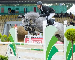 jumper Grey Lady (Hanoverian, 2012, from Grey Top)