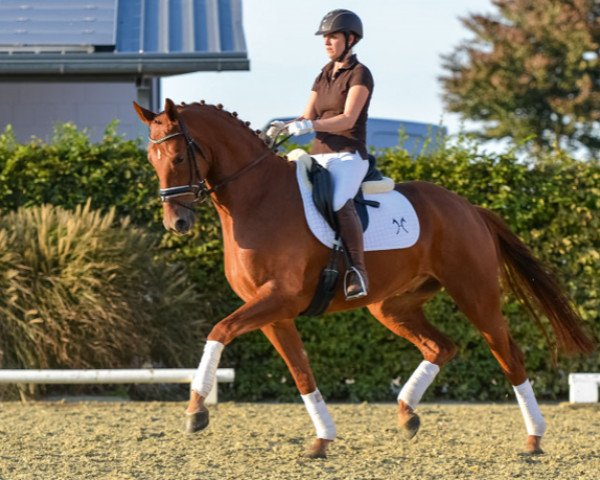 dressage horse Fidamon (Hanoverian, 2011, from Feuerspiel)