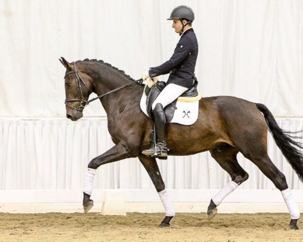 dressage horse D`Amici (Westphalian, 2012, from Diatano)