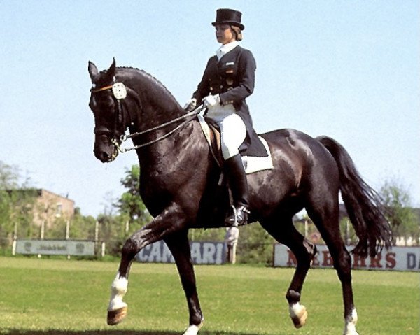 Pferd Ultimo (Trakehner, 1965, von Heros)