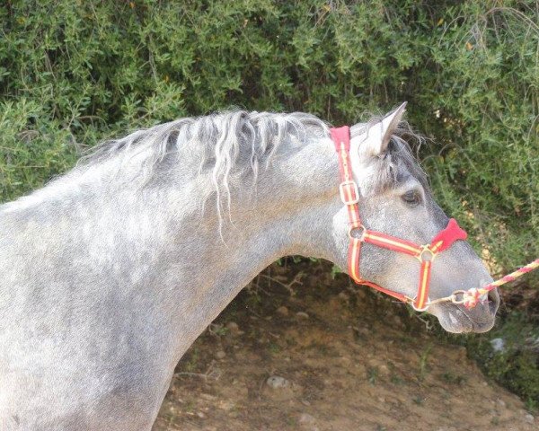 Pferd EXPERTO DE JARANA (Pura Raza Espanola (PRE), 2014)