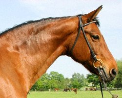 broodmare Loreley (Hanoverian, 1992, from Loredo)