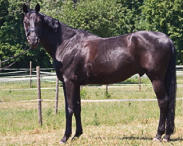 horse Weltruhm S (Hanoverian, 2000, from Weltmeyer)