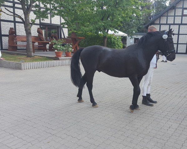 stallion Raffelsbrander Captain Peanut (Knabstrupper, 2014, from EH, LH Thorgal von Eiderstedt)