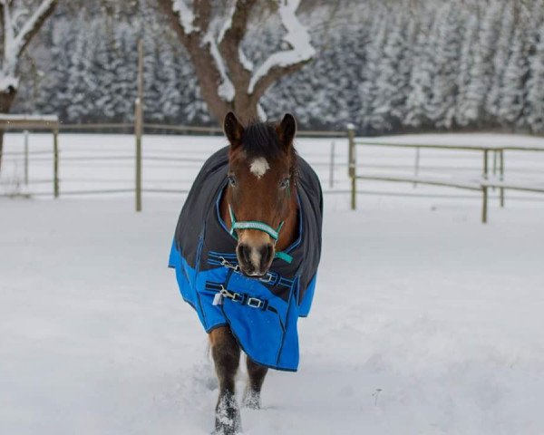 broodmare Angy (Haflinger Mix, 1993)