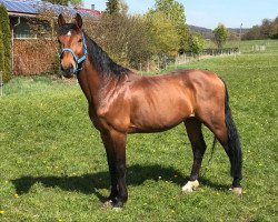 dressage horse Dr.Marbuse (Holsteiner, 2009, from de Chirico)