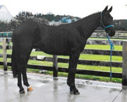 broodmare Adelheid MH (Hanoverian, 1998, from Anamour)