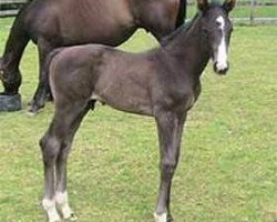 dressage horse Dejavu Mh (Hanoverian, 2005, from De Niro)