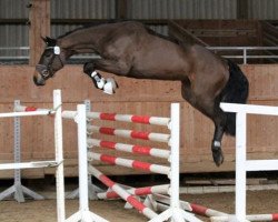 jumper Cathleen Mundm (Hanoverian, 2014, from Cantolar)