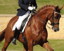 dressage horse Diamond Z De Niro's Dreamtime (Australian Wamblood, 2006, from De Niro)