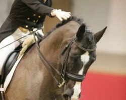 dressage horse Darko of de Niro Zs CH (Swiss Warmblood, 2004, from De Niro)