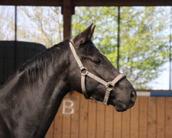 dressage horse Dubai H (Westphalian, 2014, from Depeche Mode)