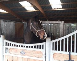 dressage horse Satino (Zweibrücken, 2014, from Spooks)