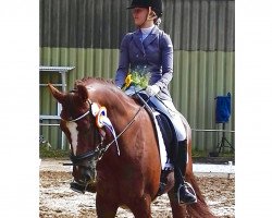 dressage horse Little Darling 4 (Oldenburg, 2001, from Don Larino 171 FIN)