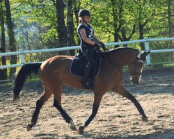 jumper Baliara (Hanoverian, 2009, from Balou du Rouet)