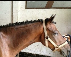 dressage horse Timms Newton (German Riding Pony, 2011, from Nemax)