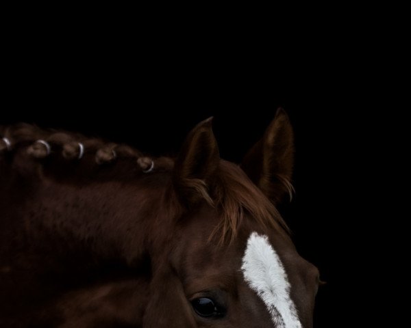 Springpferd Querida 82 (Holsteiner, 2011, von Quidam de Revel)