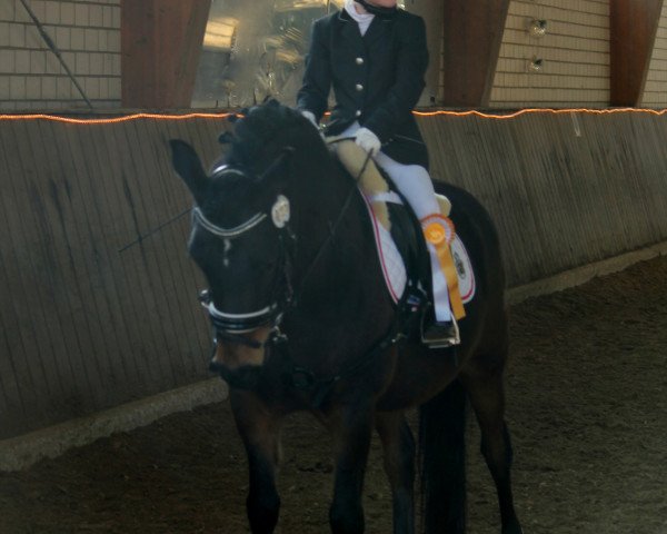 dressage horse Viano Pur Emotion (German Riding Pony, 2011, from Van Heinrich)