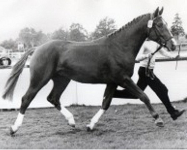 stallion Grand Ferdinand II (Hanoverian, 1978, from Grande)
