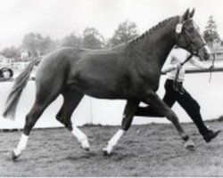 Deckhengst Grand Ferdinand II (Hannoveraner, 1978, von Grande)