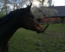 dressage horse Wiadora 2 (Westphalian, 2006, from Wind Dancer)