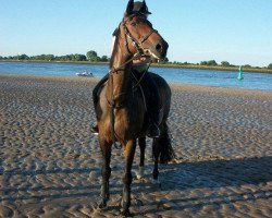 broodmare Melissa (Hanoverian, 1996, from Metternich)