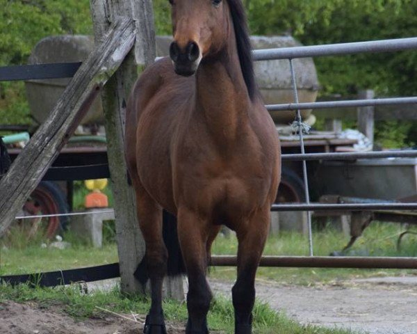 Pferd Bandit (Deutsches Reitpony, 2001, von Bayus)