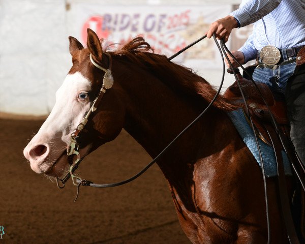 stallion ND GUN SAWYER (Quarter Horse,  , from Colonels Smoking Gun)