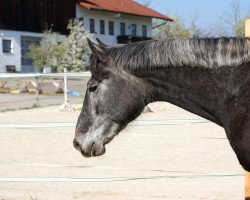 dressage horse Bulgari 17 (Mecklenburg, 2012, from D'Olympic)