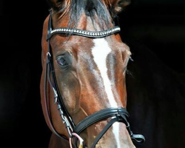 dressage horse Don Paolo (Westphalian, 2006, from Del Cento)