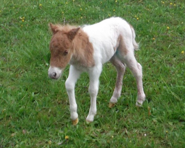 horse Isarons Rocky Man (Dt.Part-bred Shetland pony, 2017, from Isarons Rock'n Roll)