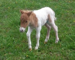 horse Isarons Rocky Man (Dt.Part-bred Shetland Pony, 2017, from Isarons Rock'n Roll)