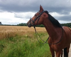 Springpferd Candy Girl (Westfale, 2005, von Candillo Z)