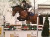 jumper Nikita 378 (German Sport Horse, 2004, from Noblissimo)