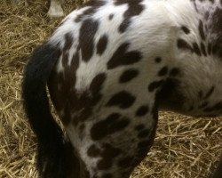 stallion Raffelsbrander Camouflage (Knabstrupper, 2017, from Raffelsbrander Captain Peanut)