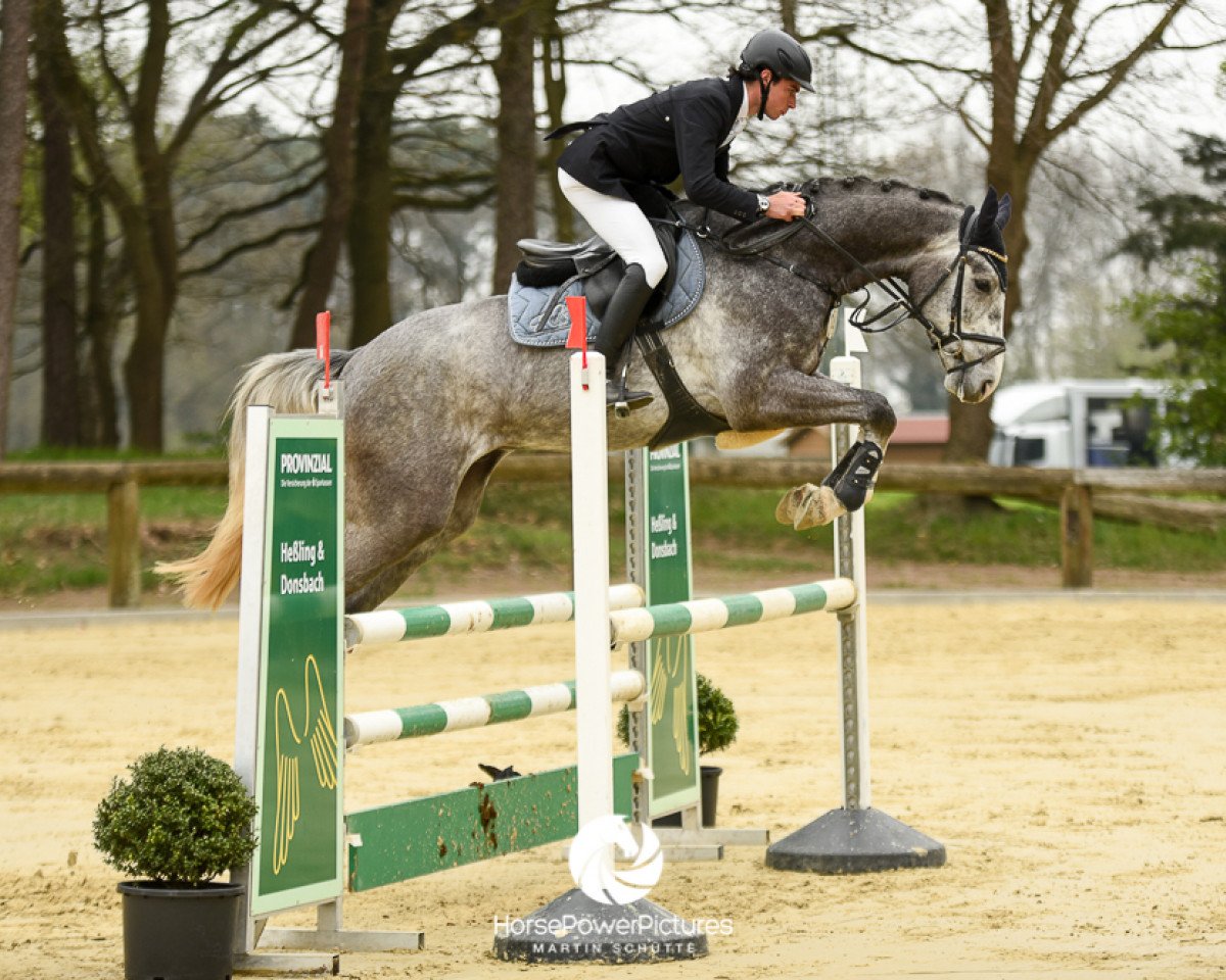 jumper Cocoshynsky 2 (Oldenburg, 2012, from Clinton I)