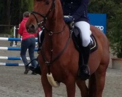 jumper Shaggaluga T (Hanoverian, 2013, from Stanley)