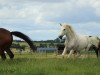 Pferd Tabaluga (Deutsches Reitpony, 1995, von Randeck Tristan)