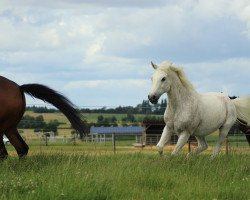 Pferd Tabaluga (Deutsches Reitpony, 1995, von Randeck Tristan)