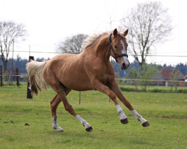 Dressurpferd FS Conrad (Deutsches Reitpony,  , von FS Champion de Luxe)