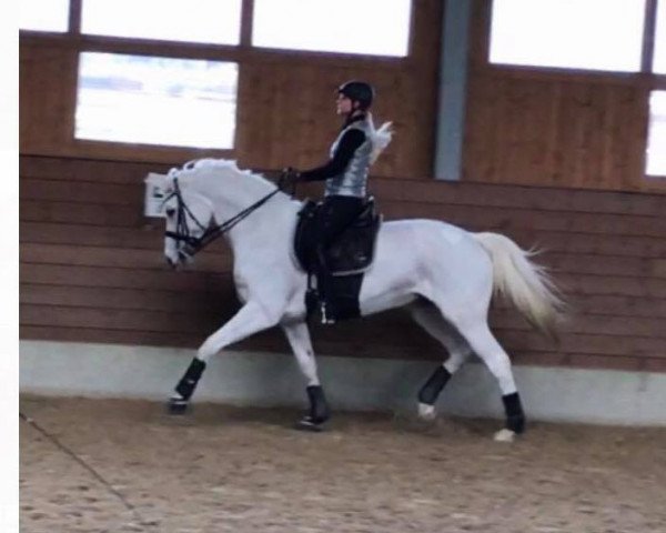 dressage horse Dyvia K (Hanoverian, 2008, from Don Henrico)