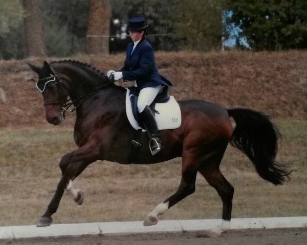 Dressurpferd Dublin 165 (Dänisches Warmblut, 1998, von Dunhill H)