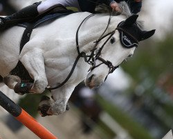 jumper Dehlia III CH (Swiss Warmblood, 2008, from Capo Cassione)