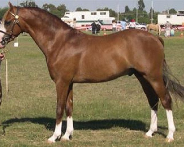 stallion Cherrington Damascus (Welsh-Pony (Section B), 2002, from Imperial Jericoe)