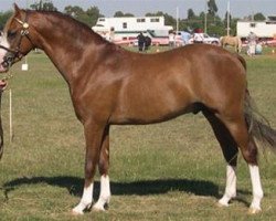 stallion Cherrington Damascus (Welsh-Pony (Section B), 2002, from Imperial Jericoe)