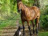 broodmare Cassada (Holsteiner, 2010, from Cardenio)