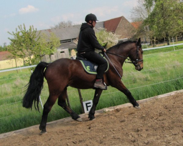 horse Sokol (Polish Warmblood, 2013, from Rotmistrz)